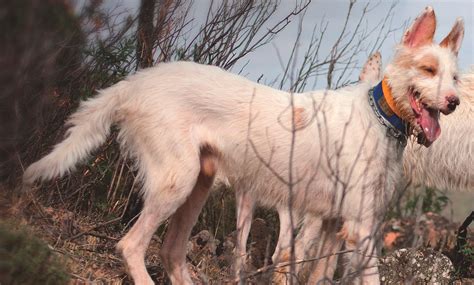 braco con podenco|Las mejores razas para montear